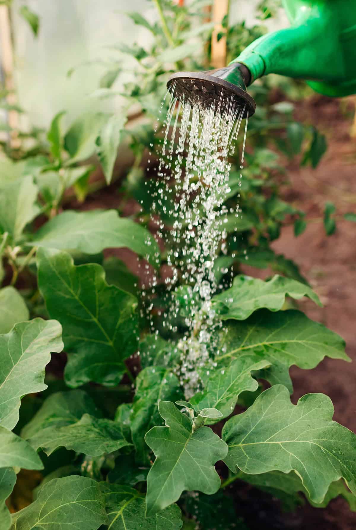 Water Eggplant