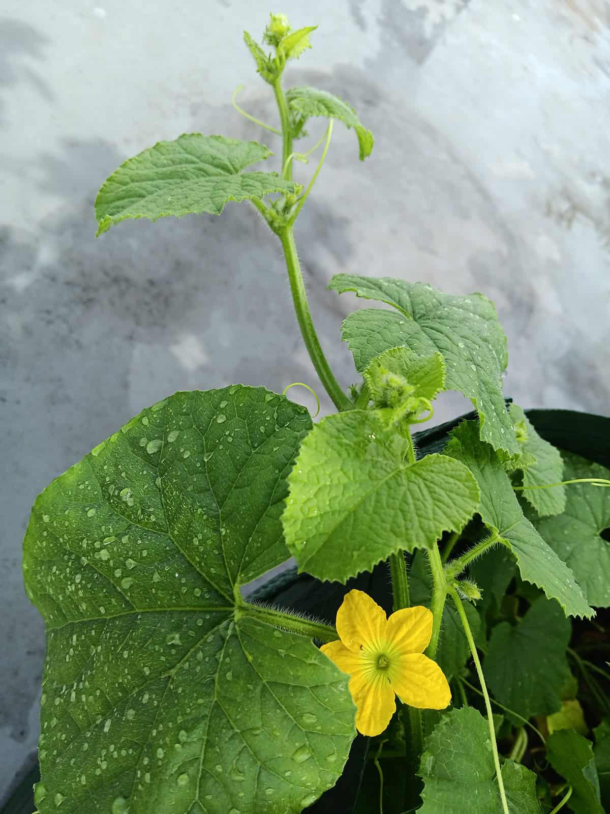 Water Honeydew