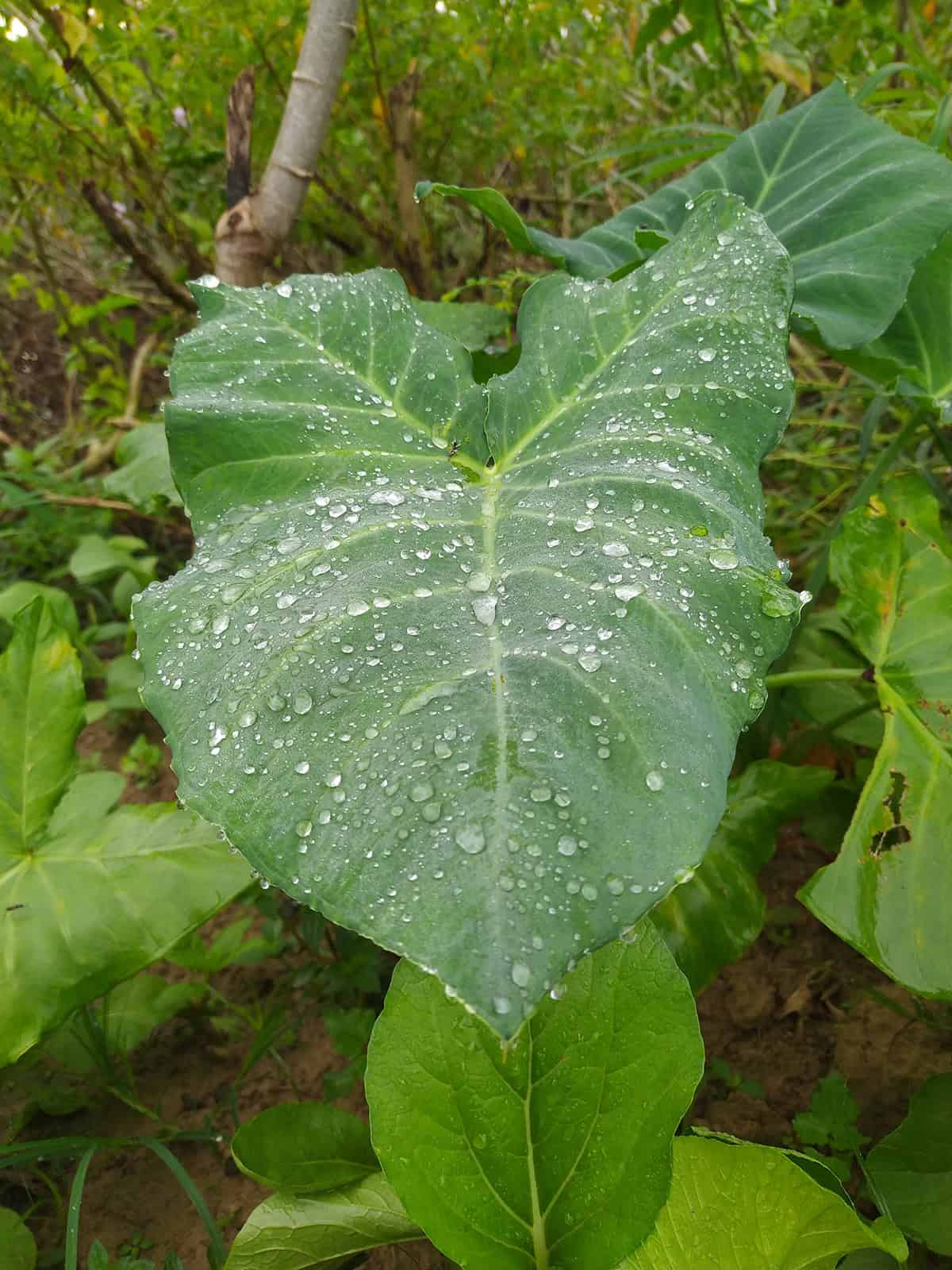 Water Taro Plant_1