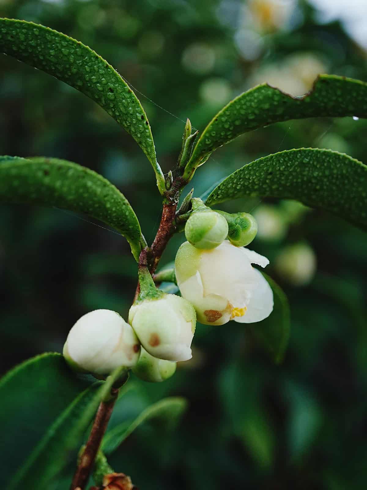 Water Tea Plant