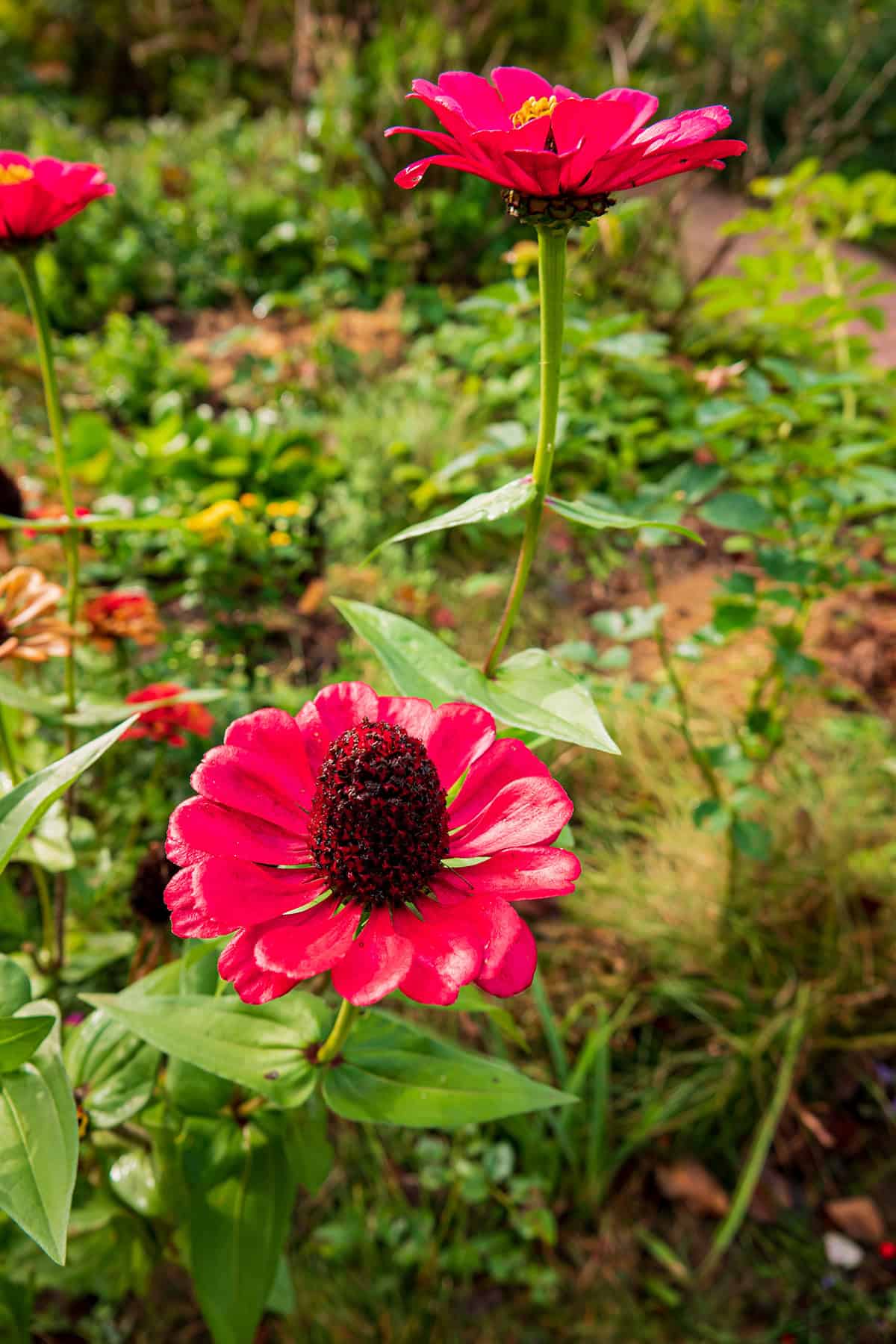 Zinnias