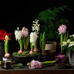 26 Bulbs You Can Force Indoors for Winter Blooms