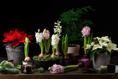 26 Bulbs You Can Force Indoors for Winter Blooms