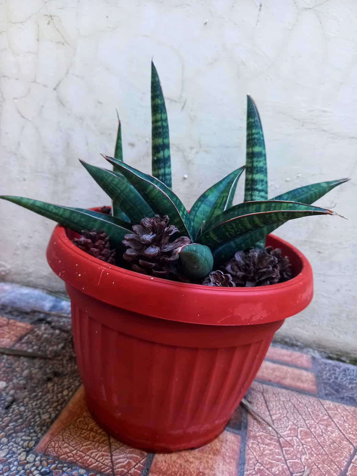 Add Pinecones Around the Soil