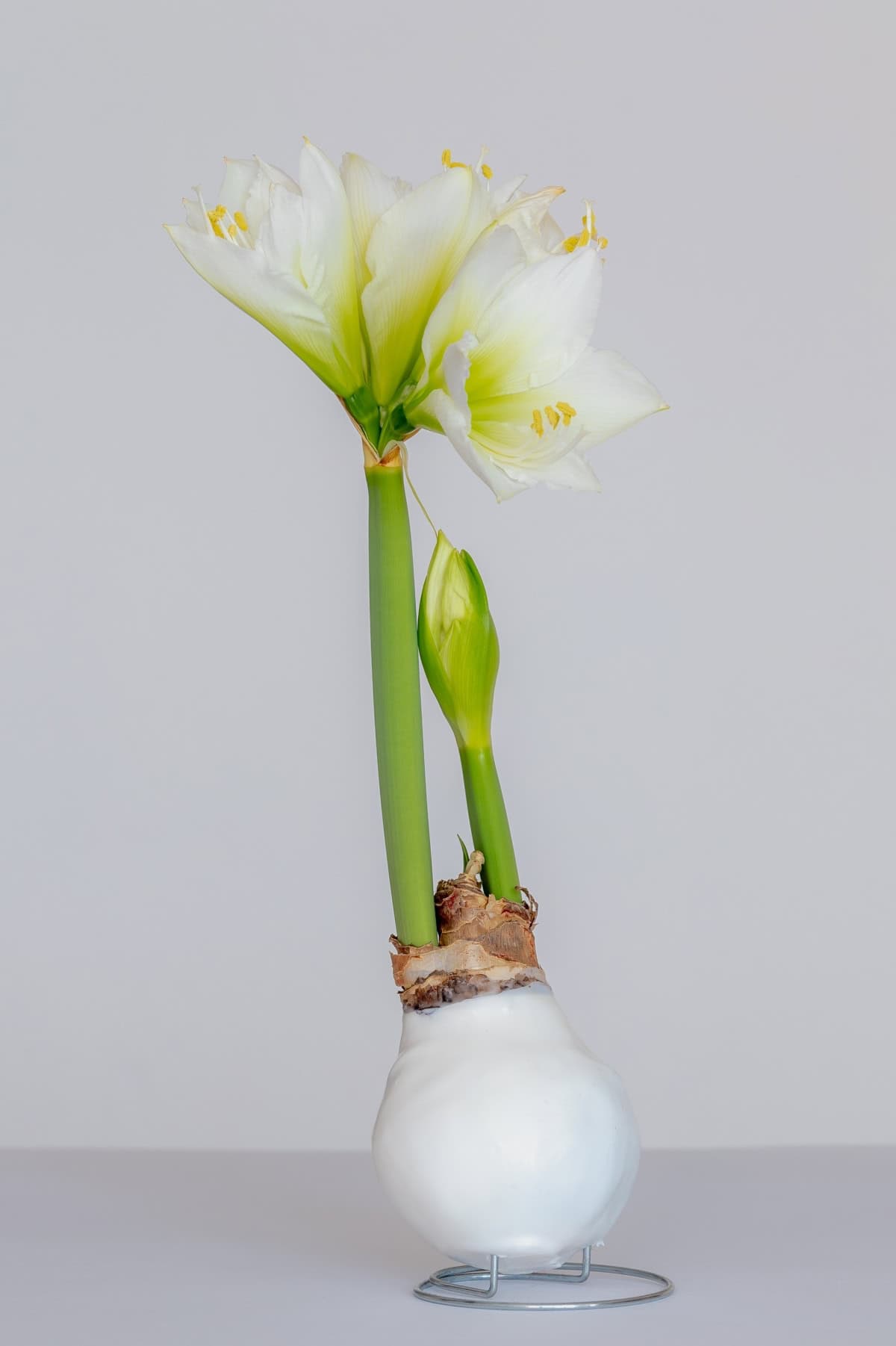 Amaryllis (Hippeastrum)
