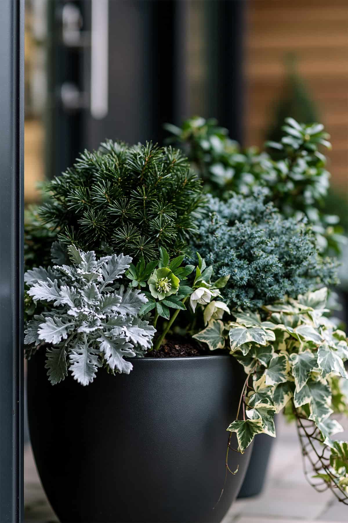 Black Planter With Silver And Evergreen Foliage