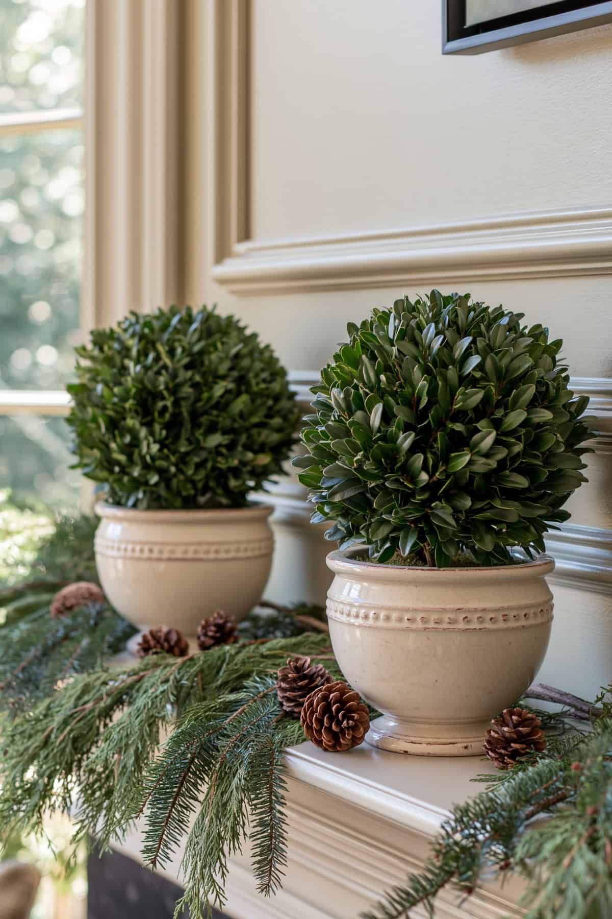 Boxwood Topiaries Framed By Cedar Garland