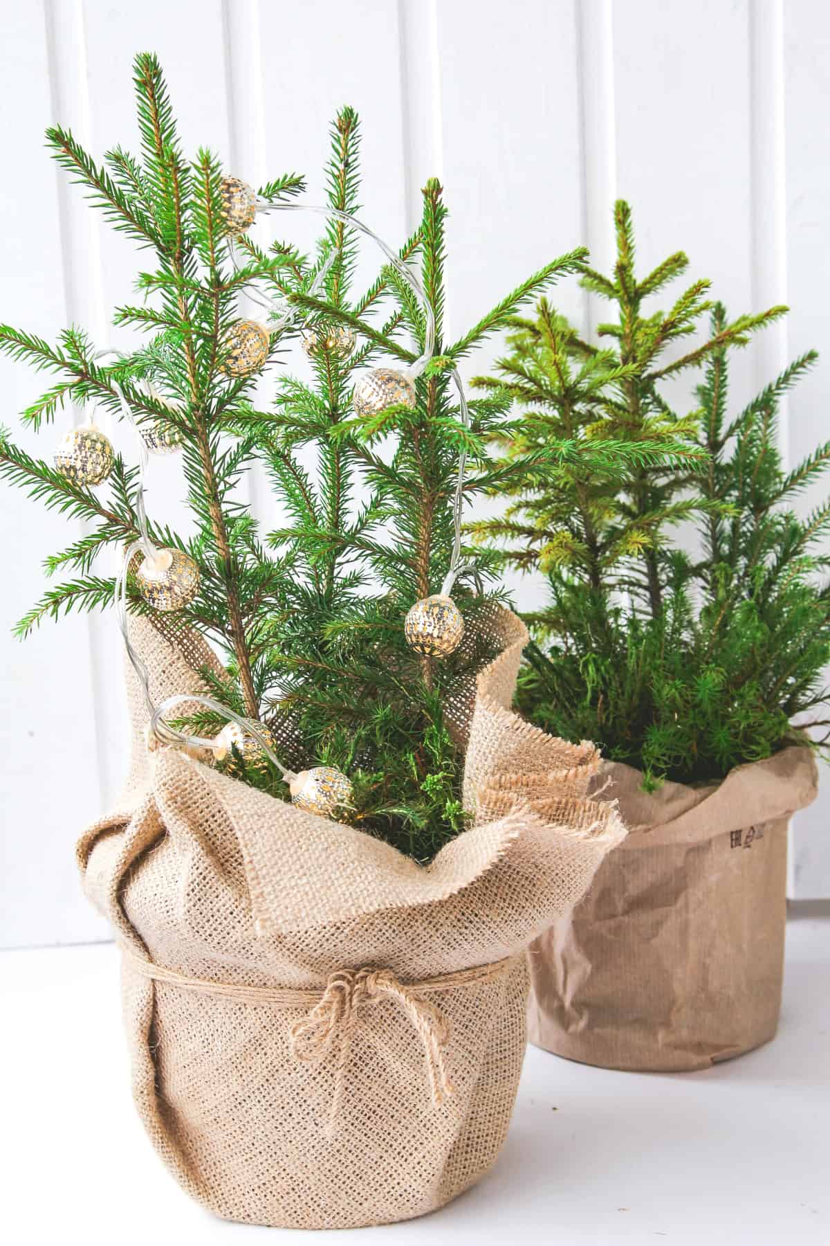 Burlap-Wrapped Nursery Pot With Cedar