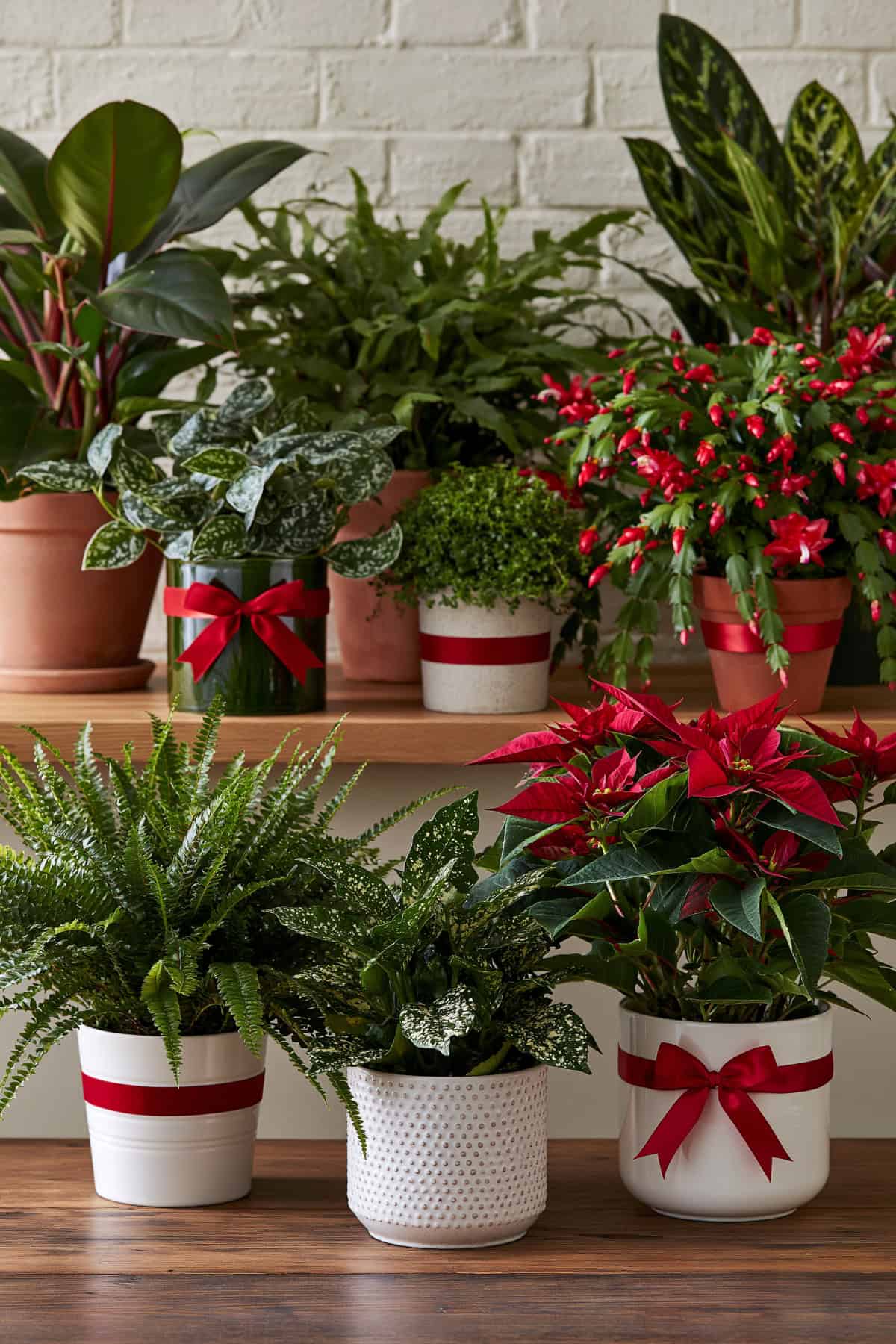 Create a Red and Green Plant Display