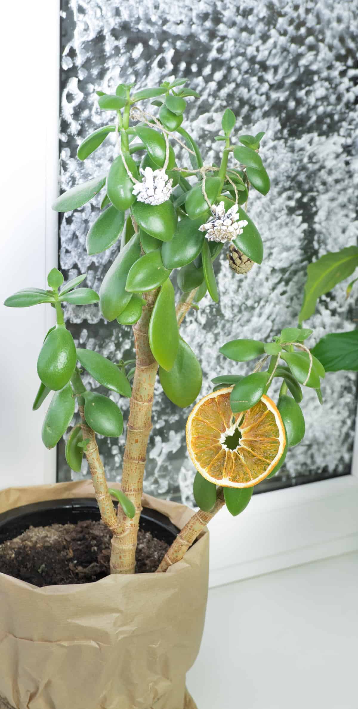 Decorate with Dried Orange Slices