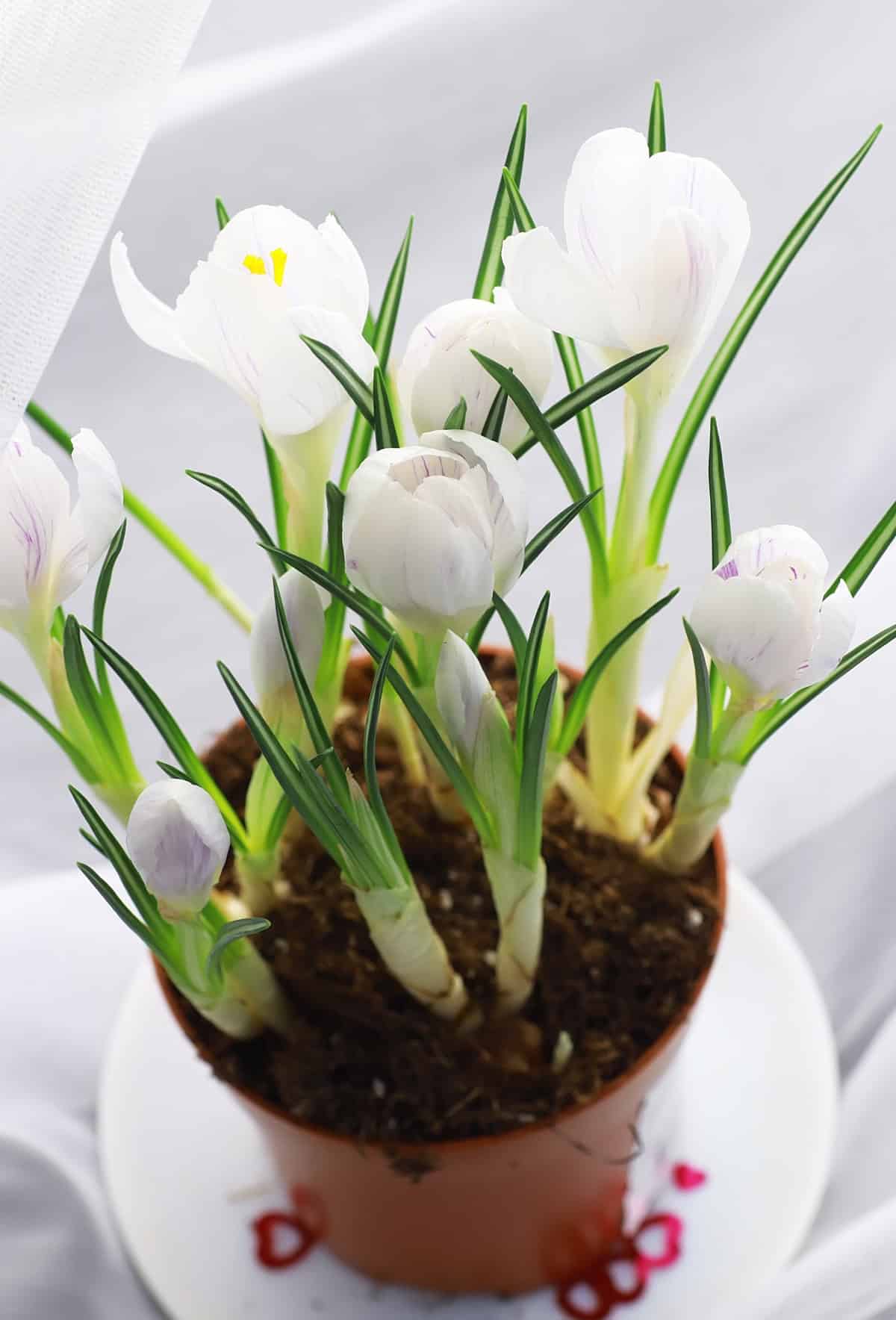 Dutch Crocus (Crocus vernus)