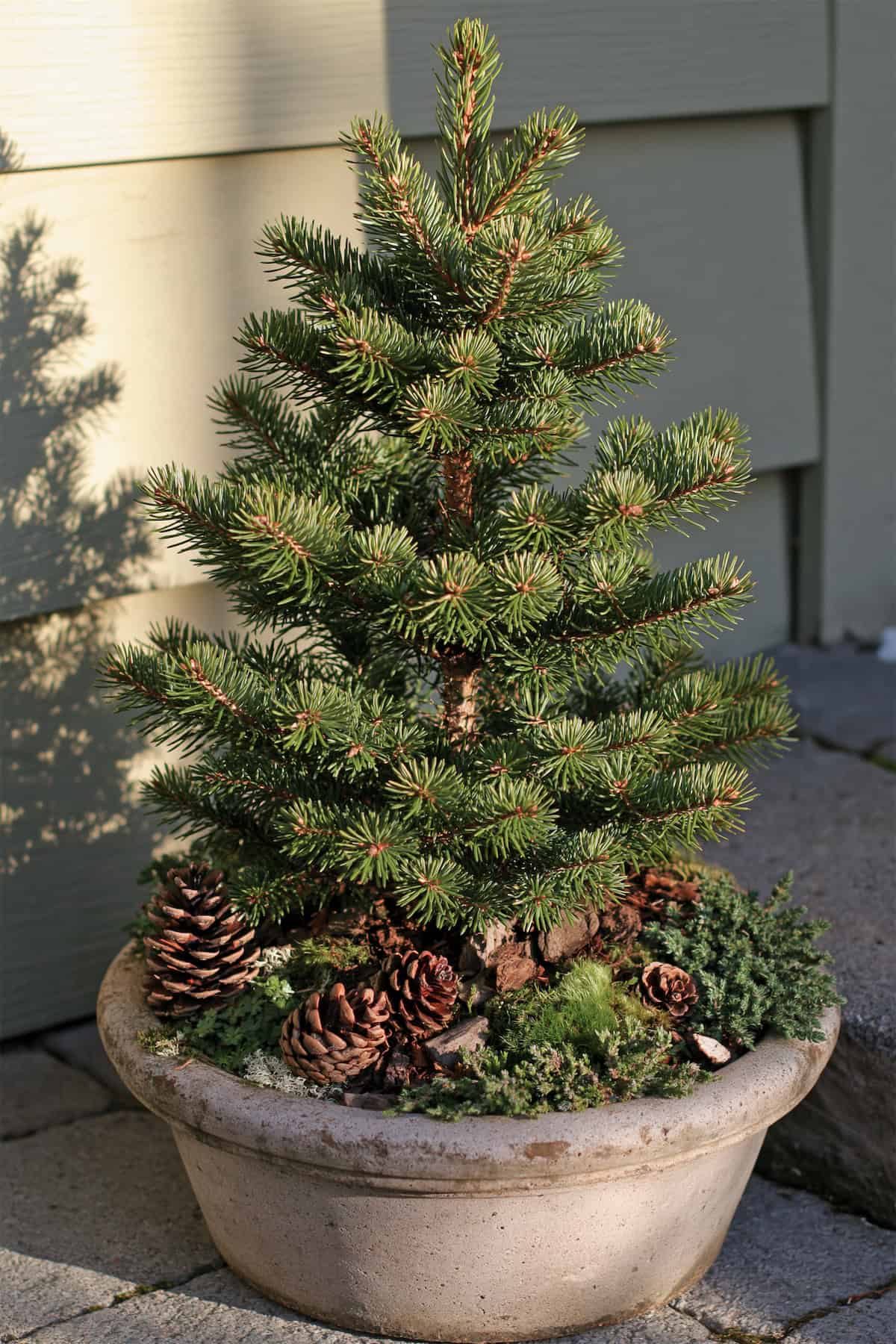Dwarf Spruce With Pinecone Mulch