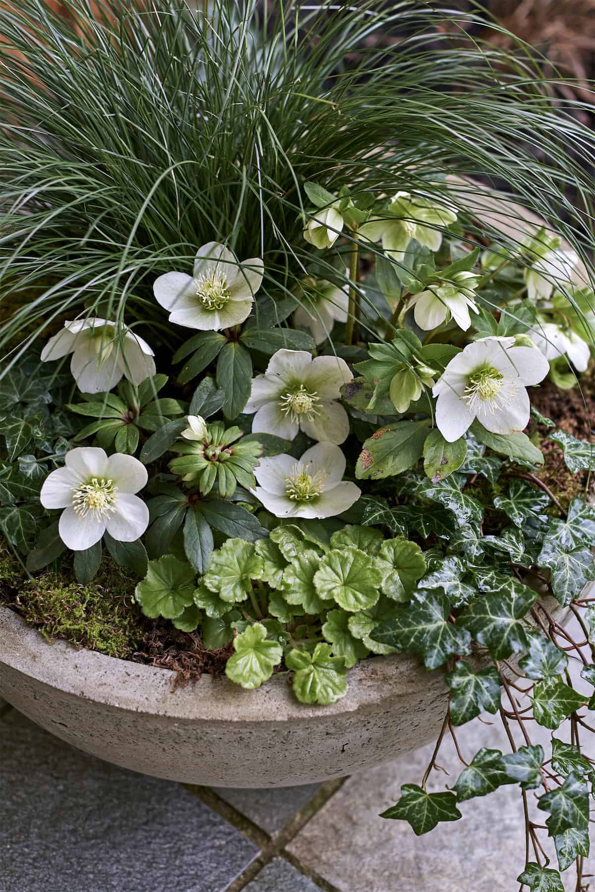 Evergreen Sedge And Hellebore Mix