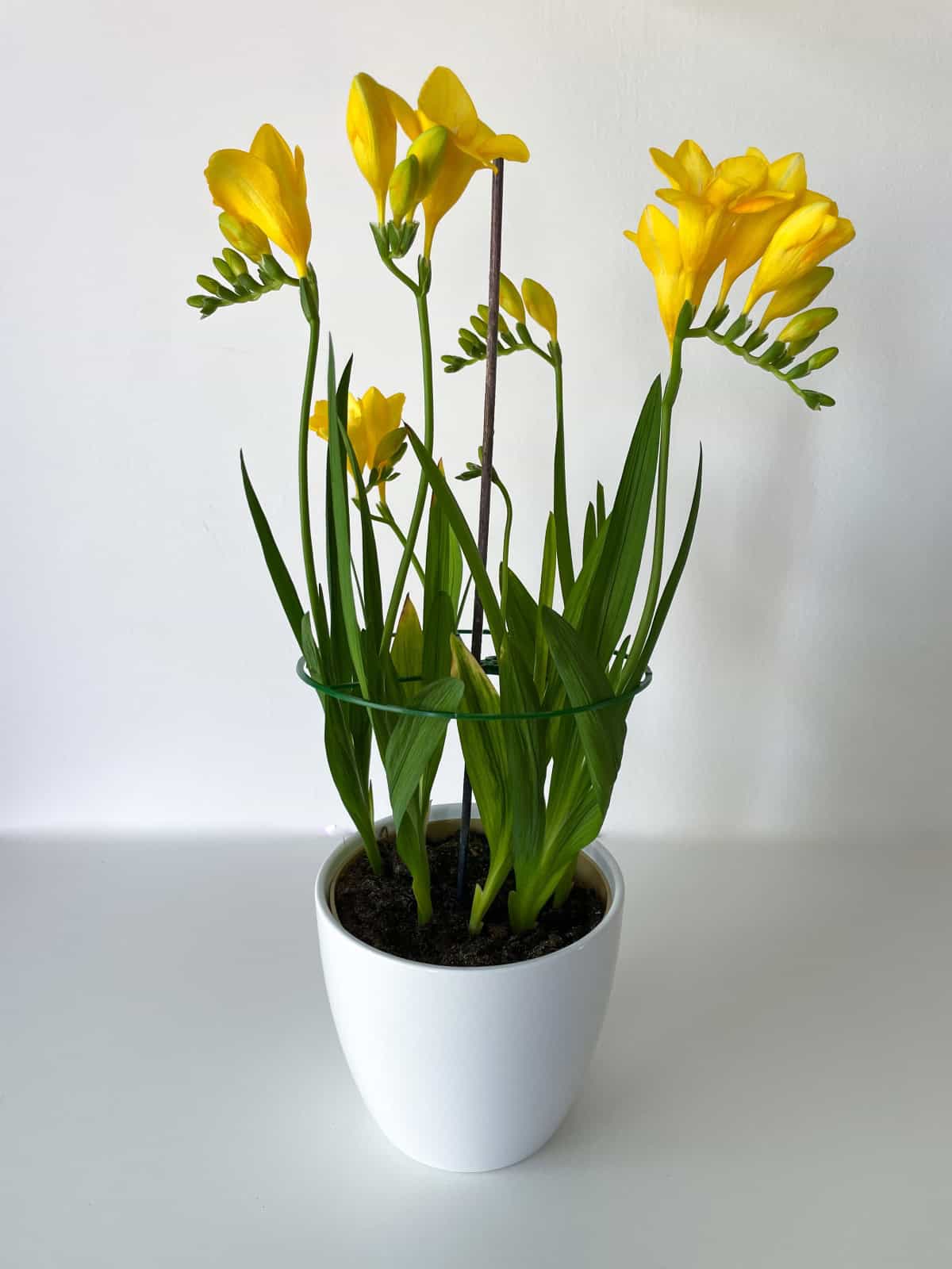 Freesia (Freesia hybrids)