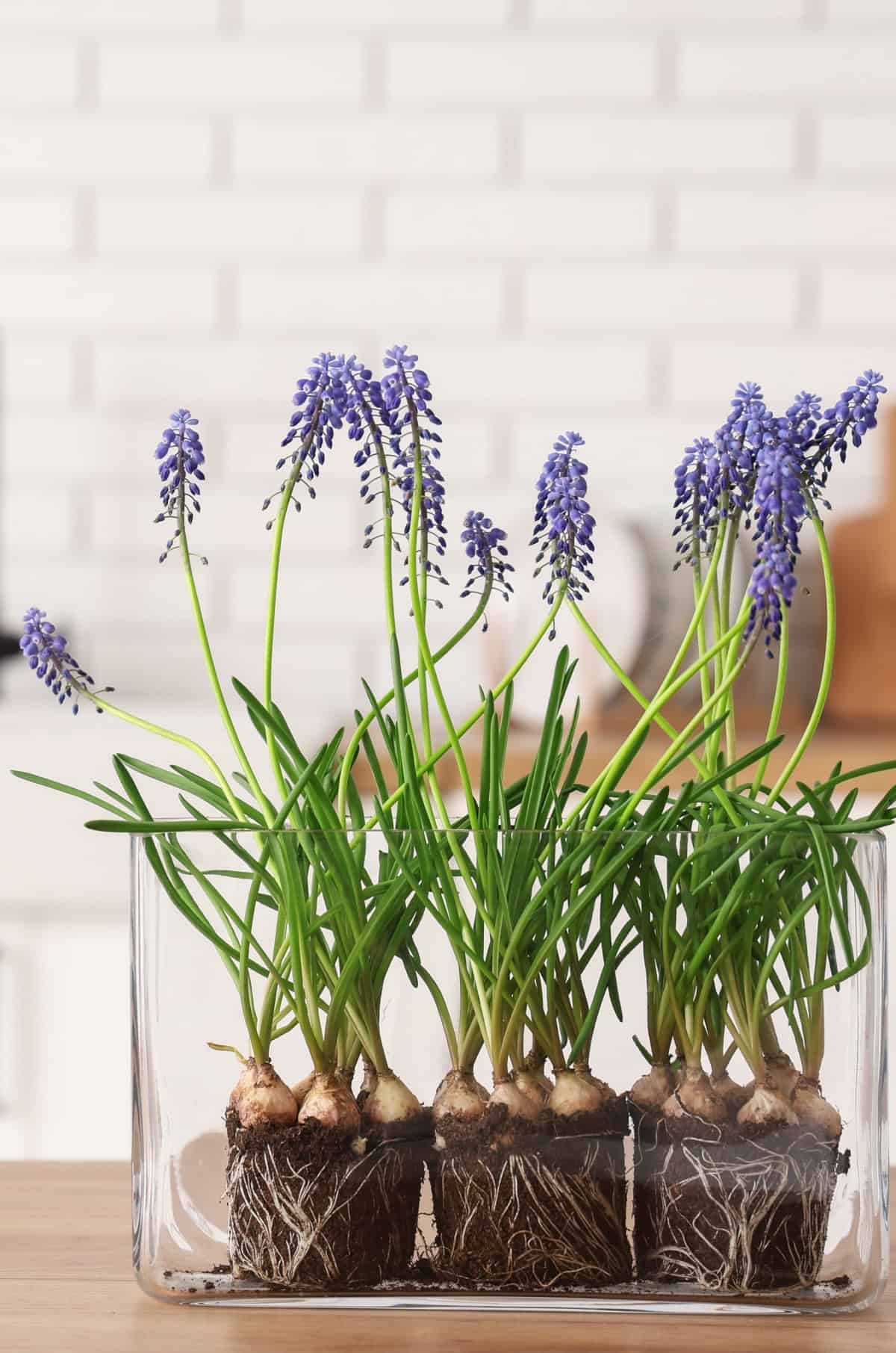 Grape Hyacinth (Muscari armeniacum)