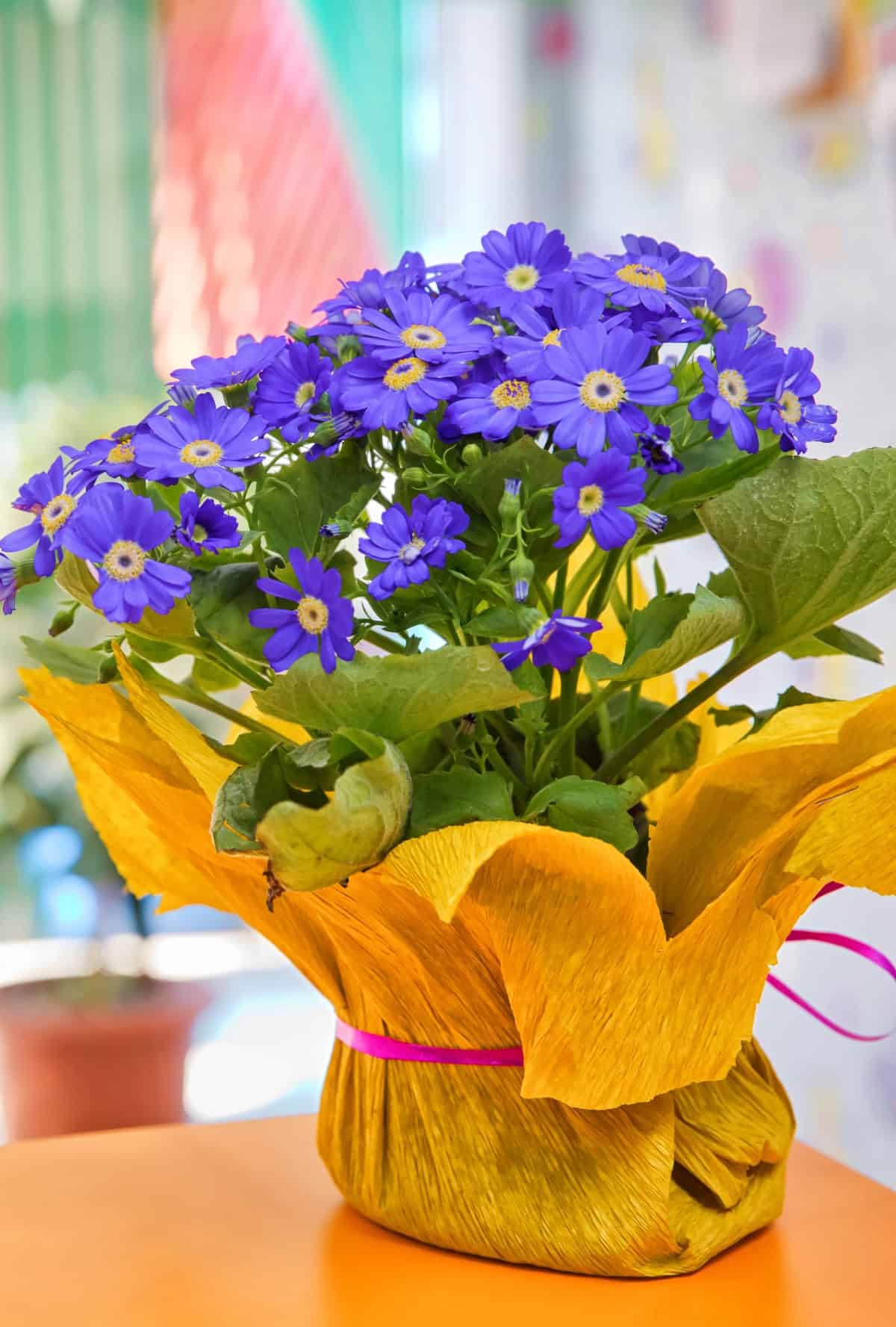 Grecian Windflower (Anemone blanda)
