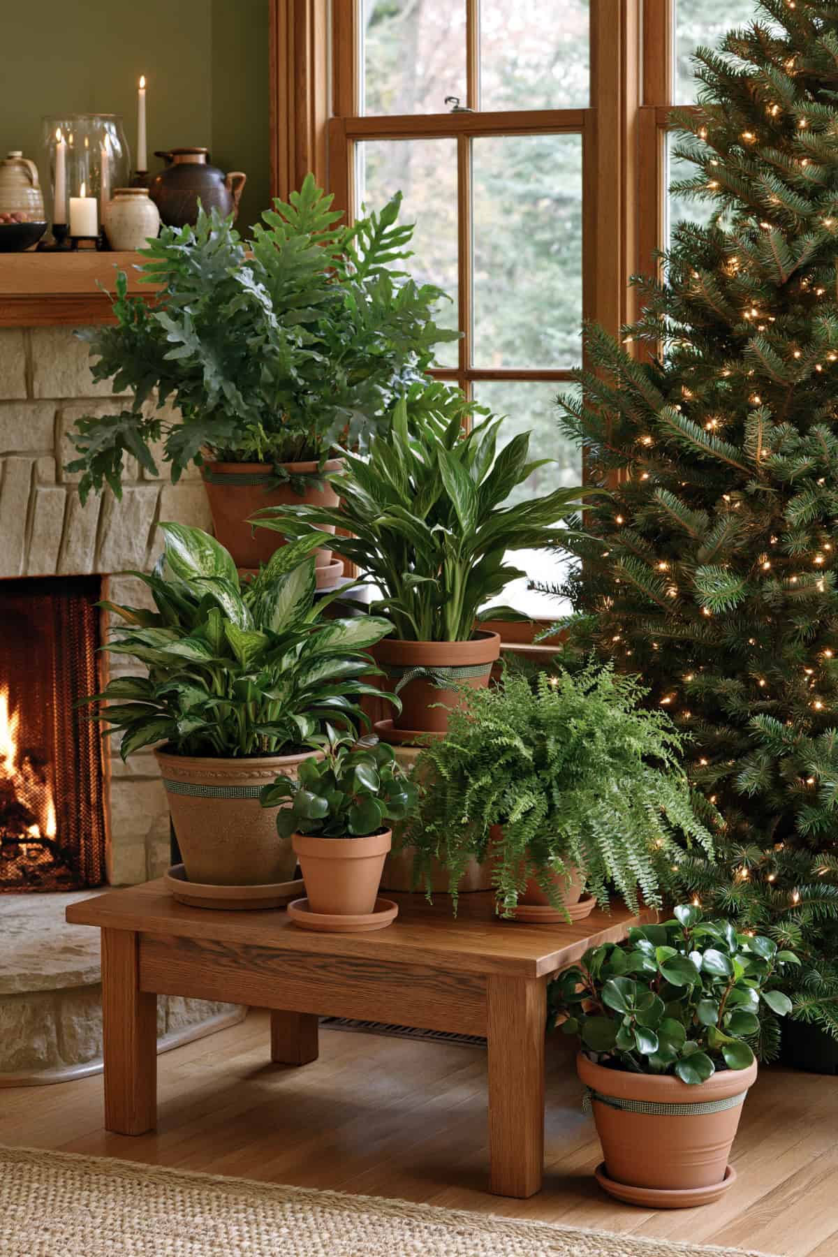 Group Houseplants into a Christmas Display
