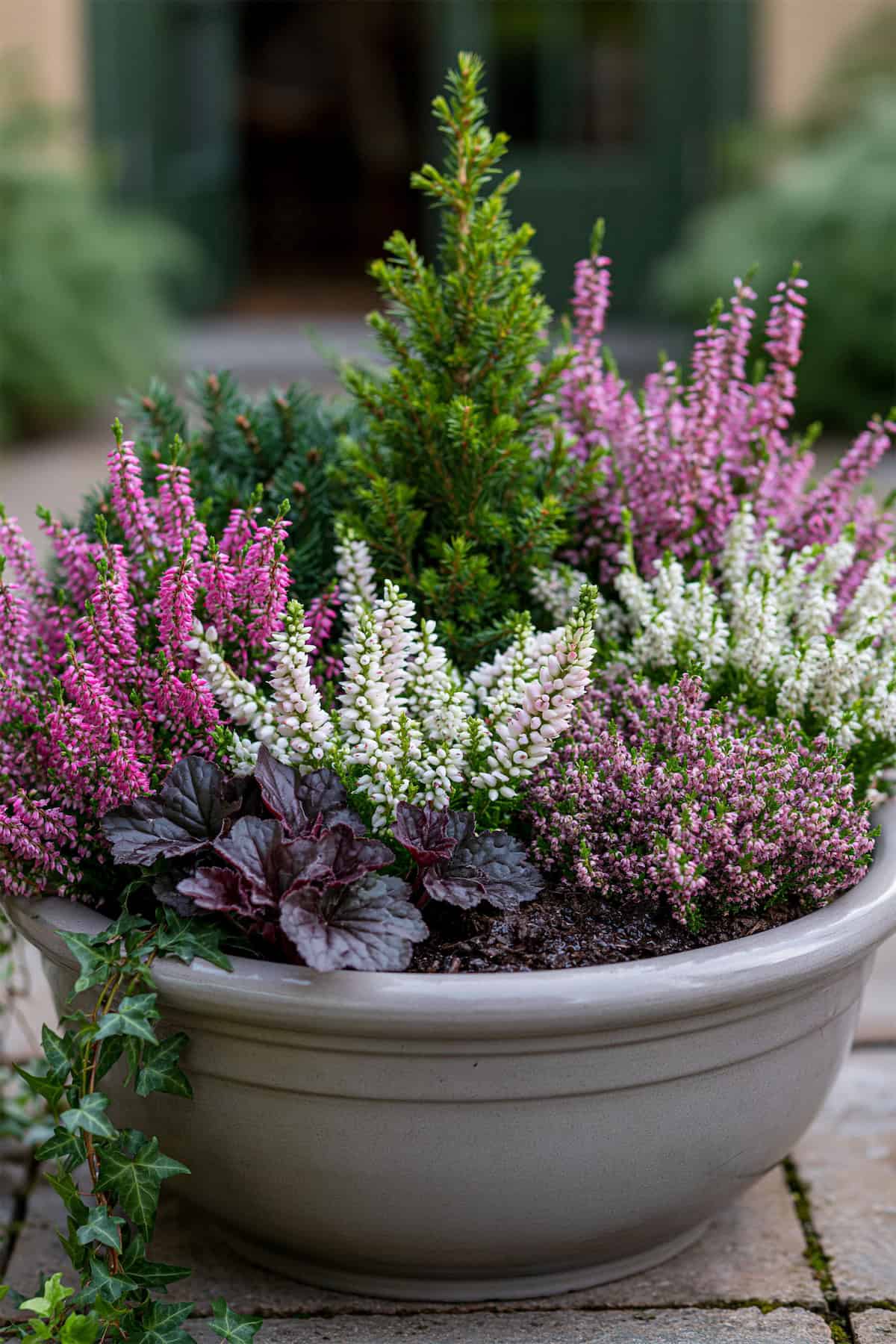 Heather And Small Conifer Cluster