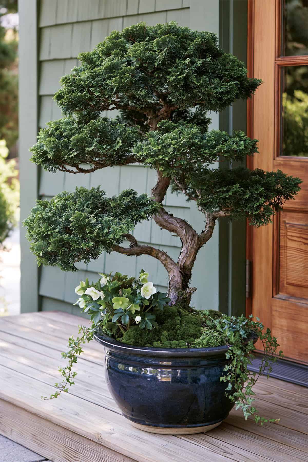 Hinoki Cypress With Moss And Hellebores