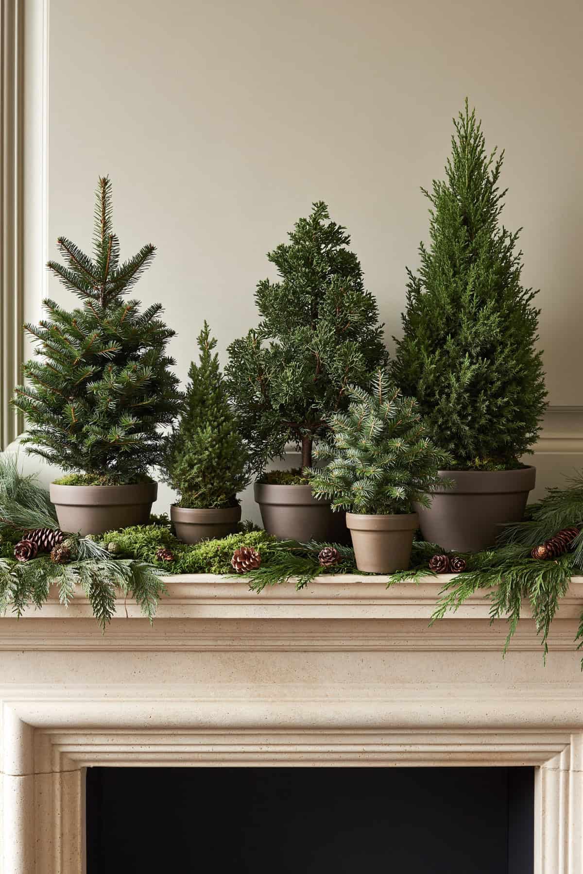 Mini Conifer Forest Across The Mantel