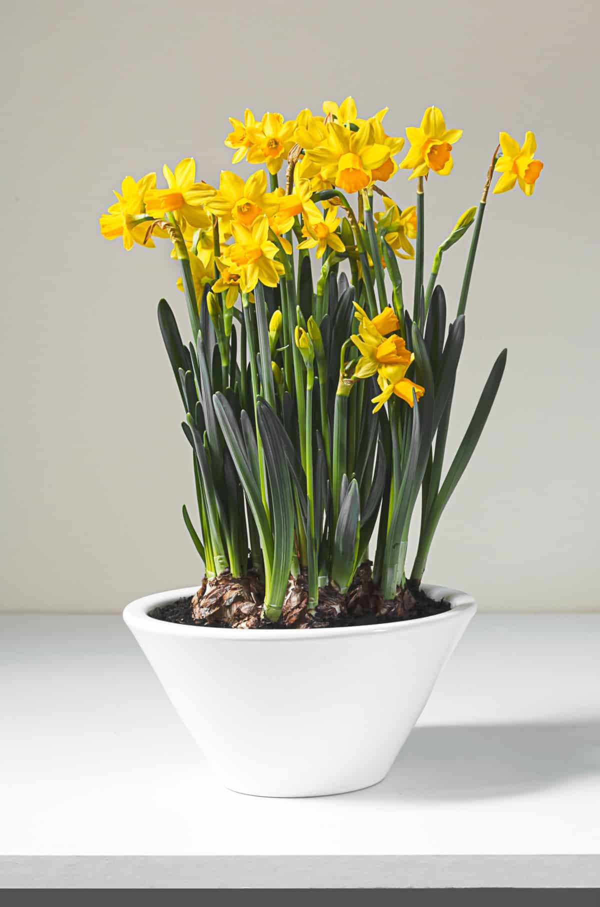 Miniature Daffodils (Narcissus ‘Tête-à-Tête’)