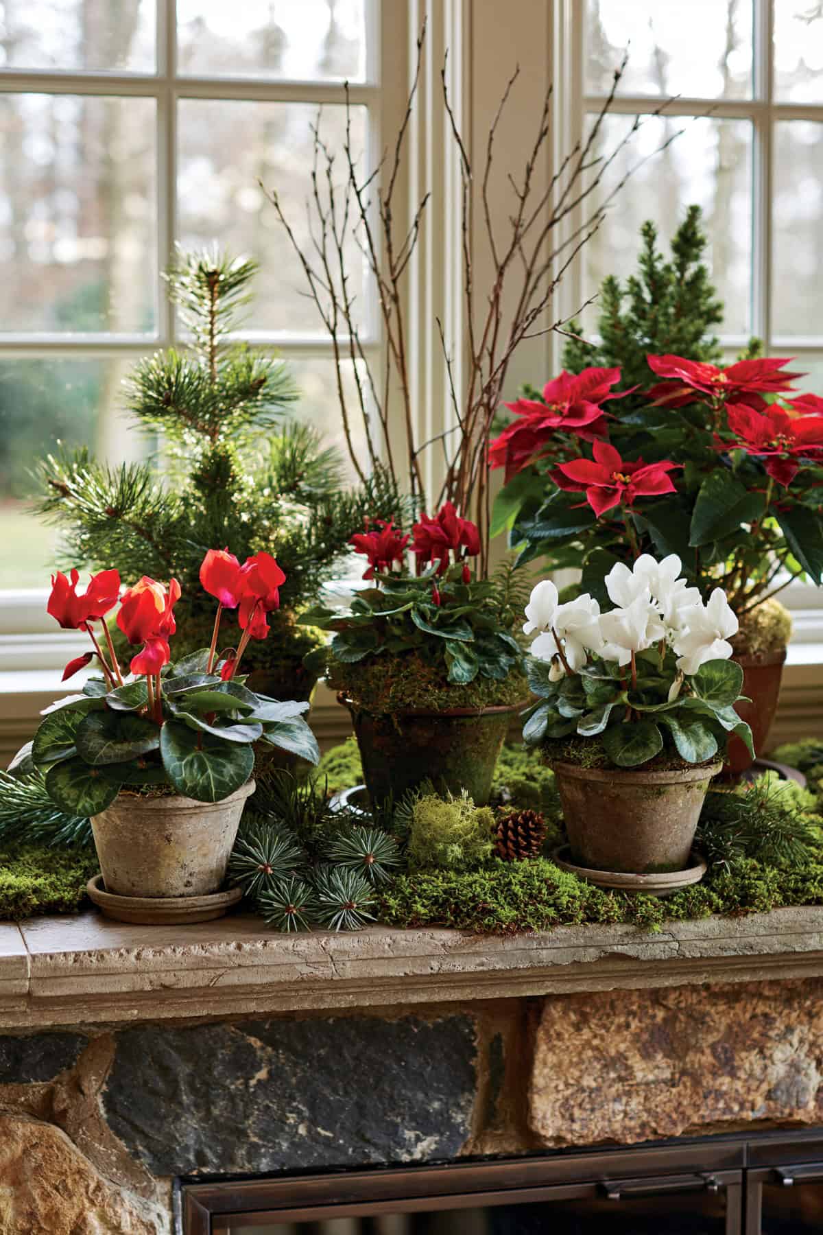 Mossy Mantel With Cyclamen And Pine