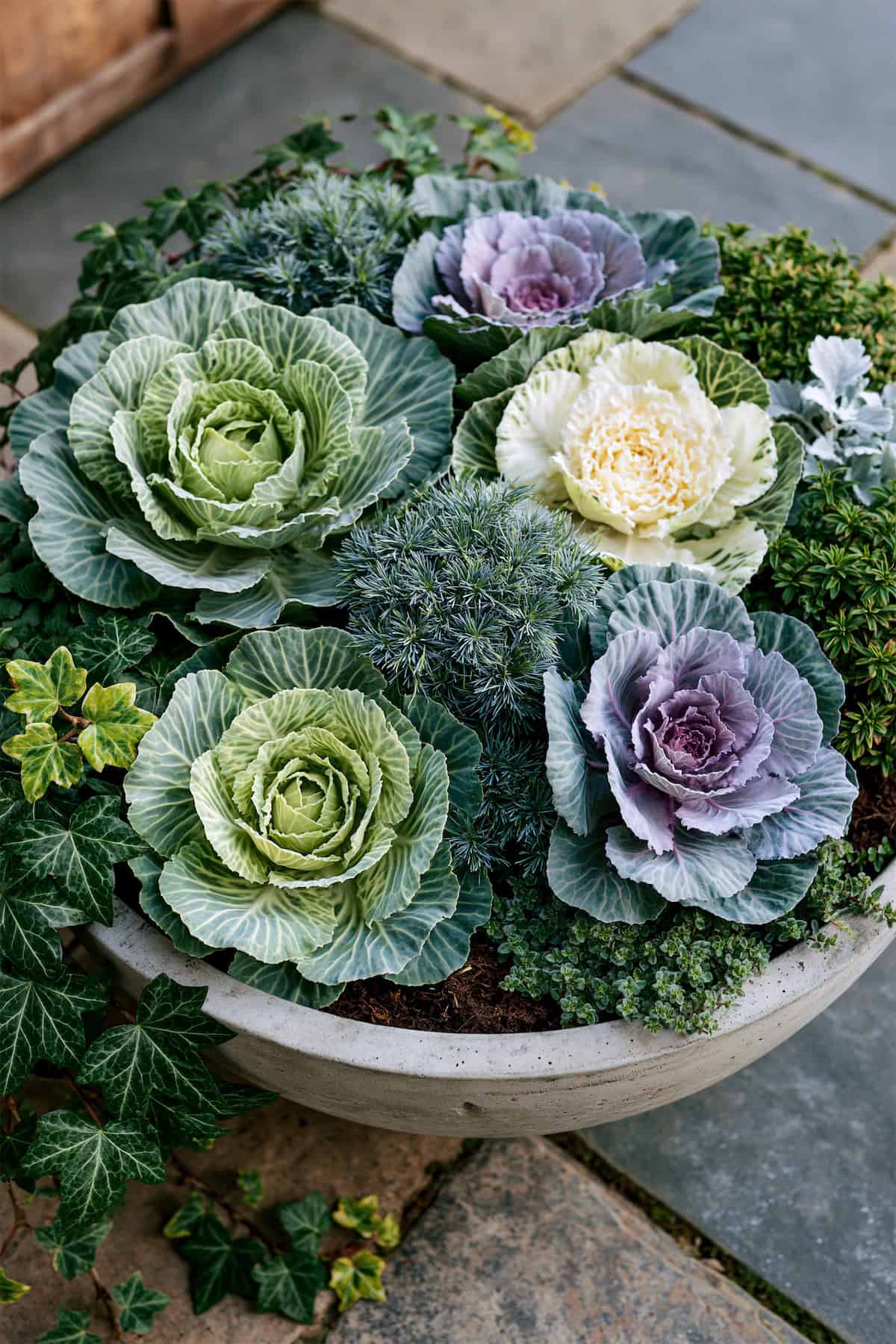 Ornamental Cabbage And Blue Fescue Winter Bowl