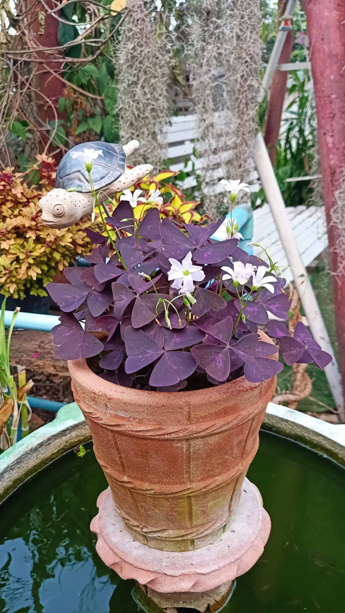 Oxalis (Oxalis triangularis)