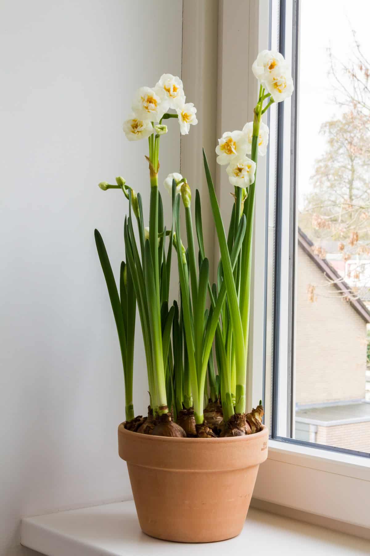 Paperwhite Narcissus (Narcissus papyraceus)