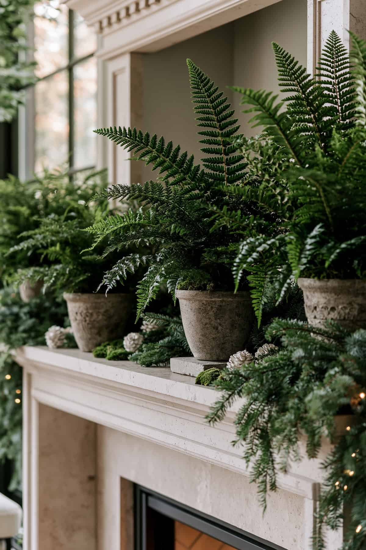 Potted Ferns With Blue Spruce Garland