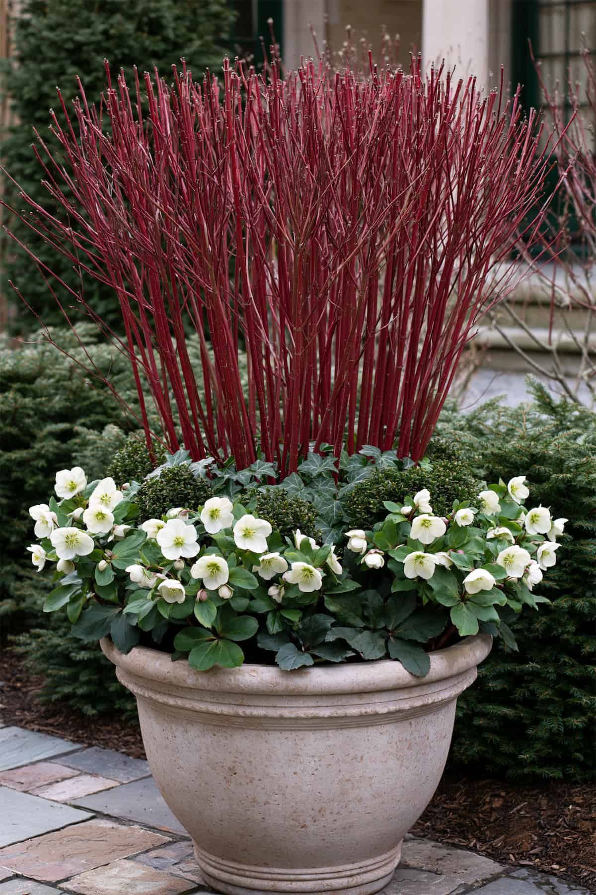Red-Twig Dogwood And Evergreen Branch Container