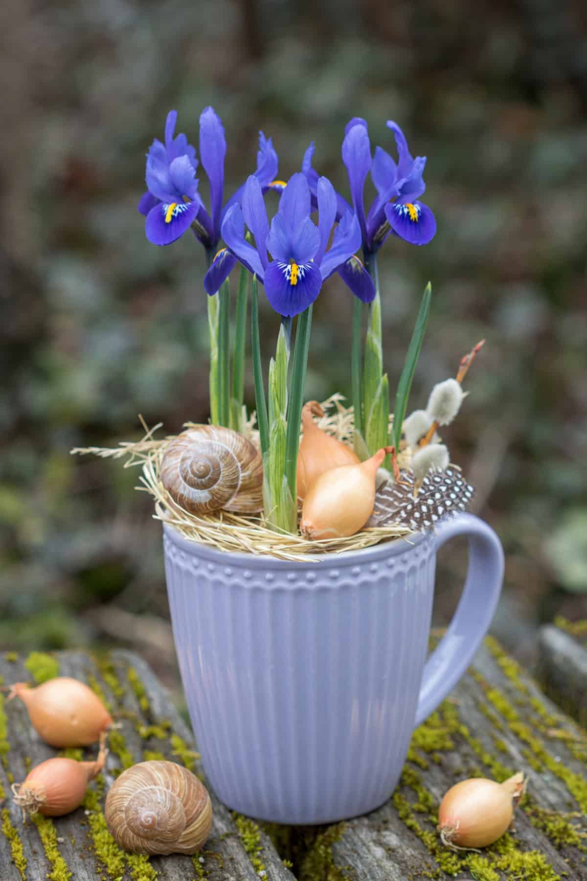 Reticulated Iris (Iris reticulata)