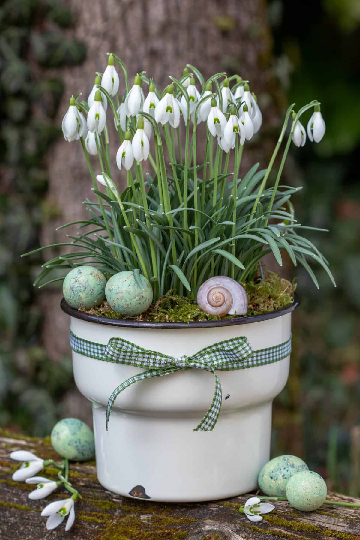 Snowdrops (Galanthus nivalis)