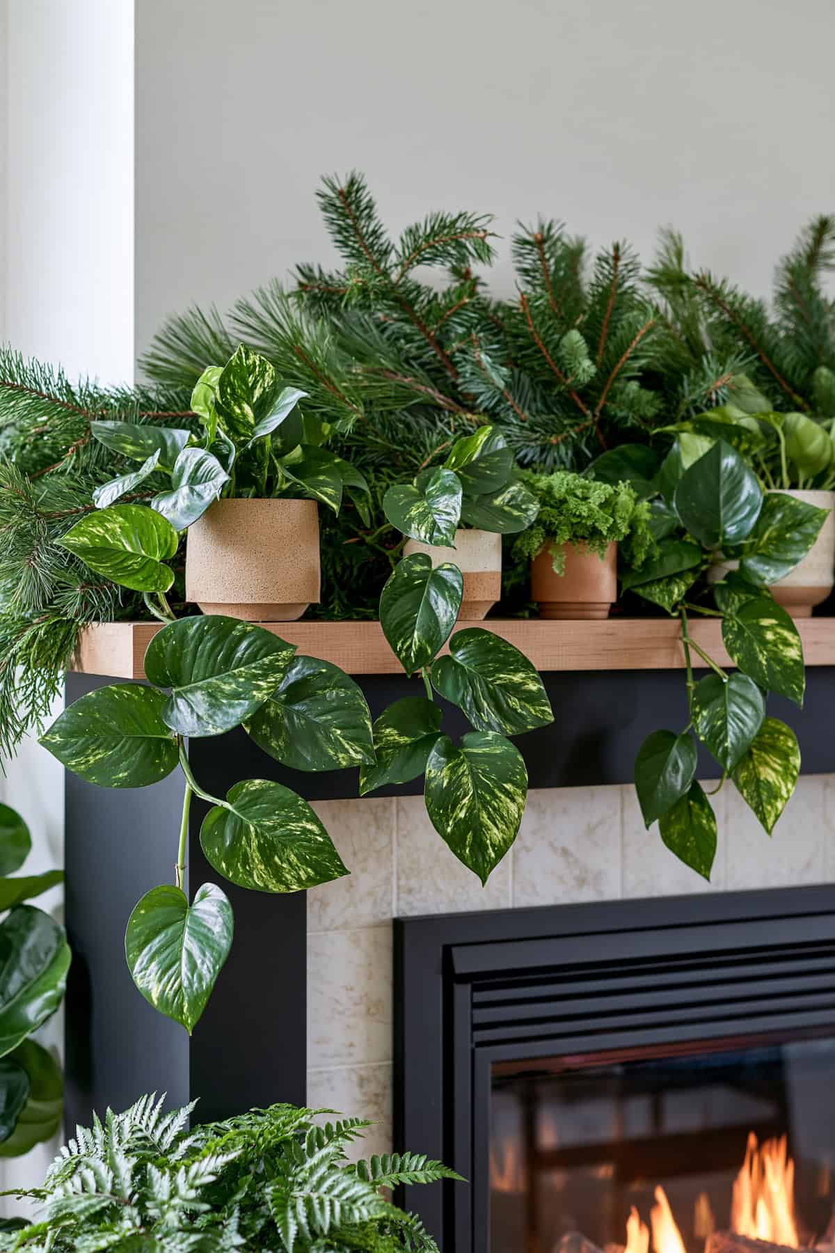 Trailing Pothos Mixed With Holiday Greenery