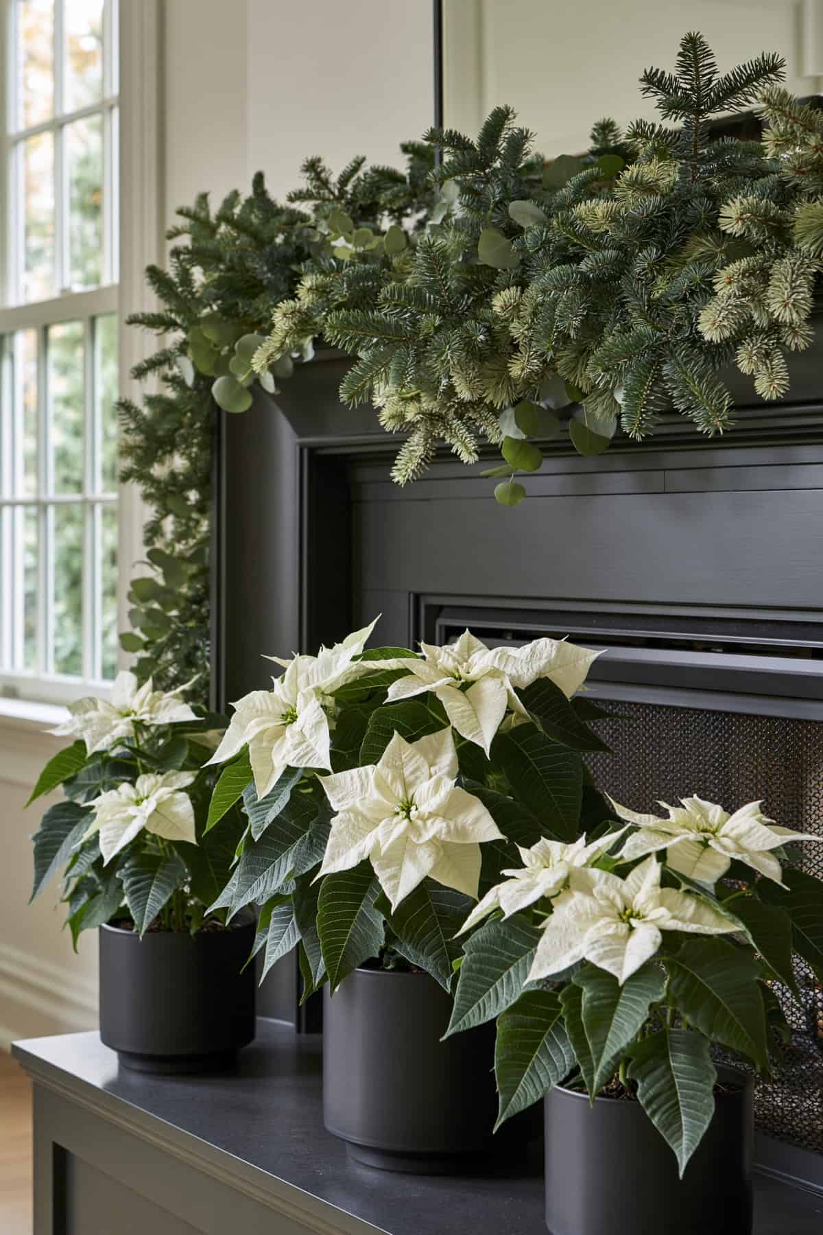 White Poinsettia And Blue Spruce Mantel