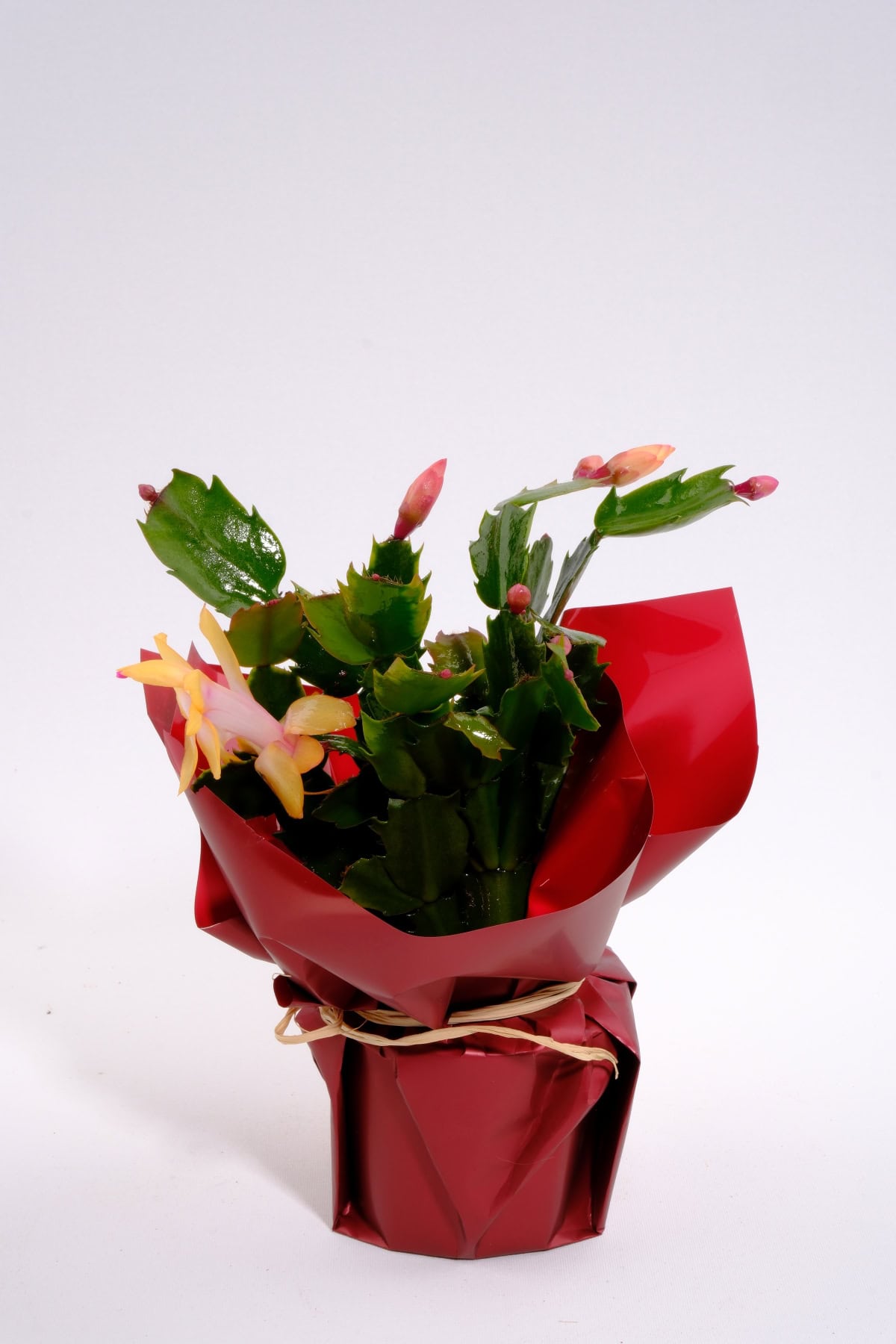 Wrap Pots in Festive Paper