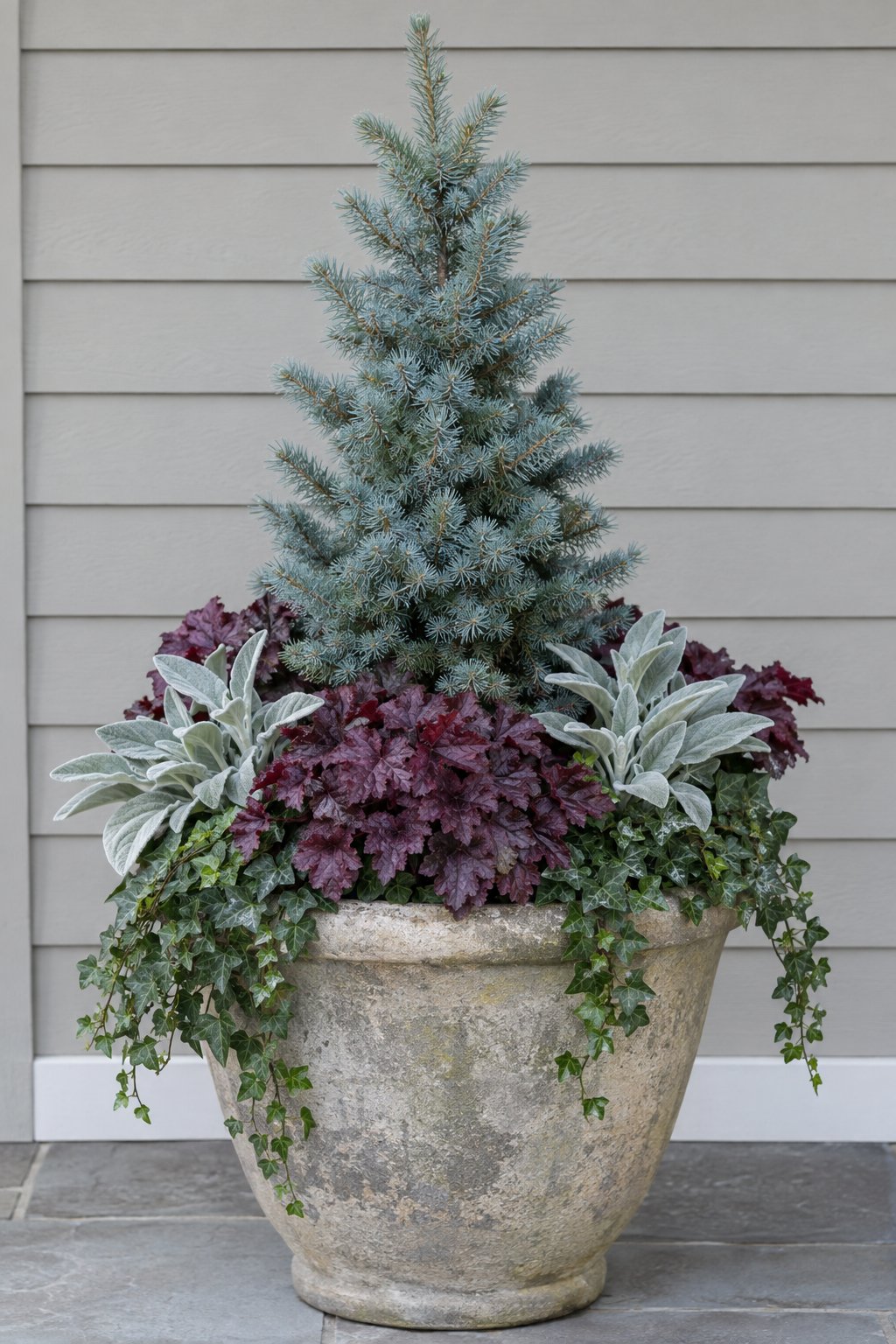 Blue Spruce And Burgundy Heuchera Pot