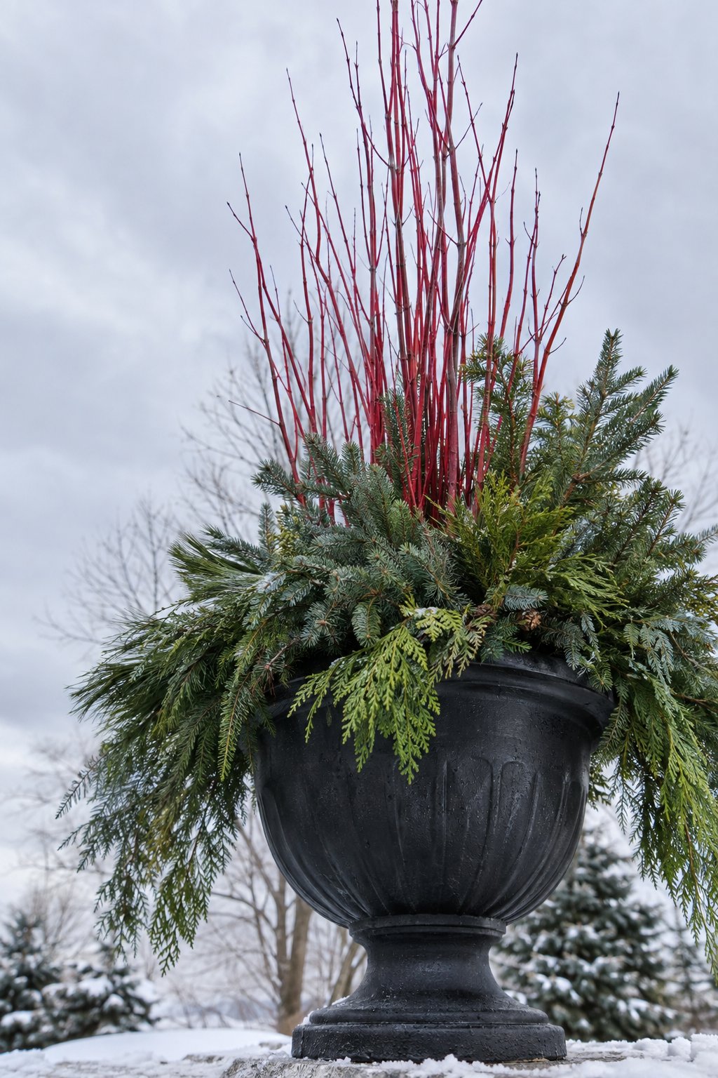 Red-Twig Dogwood And White Hellebore Pot